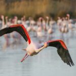 001_Greater_flamingo_in_flight_in_the_Camargue_Photo_by_Giles_Laurent