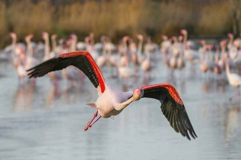 001_Greater_flamingo_in_flight_in_the_Camargue_Photo_by_Giles_Laurent